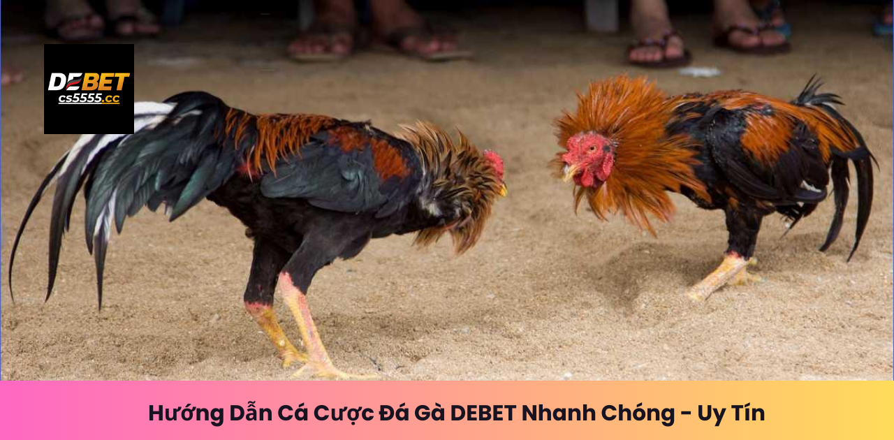 Hướng Dẫn Cá Cược Đá Gà DEBET Nhanh Chóng - Uy Tín