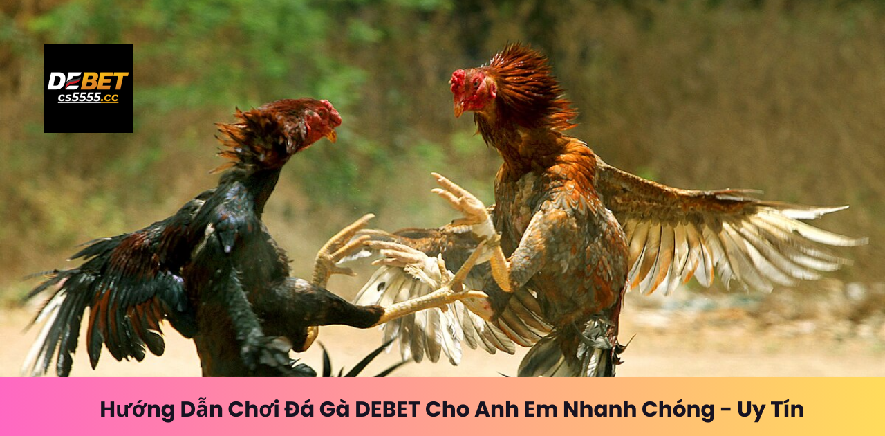 Hướng Dẫn Chơi Đá Gà DEBET Cho Anh Em Nhanh Chóng - Uy Tín